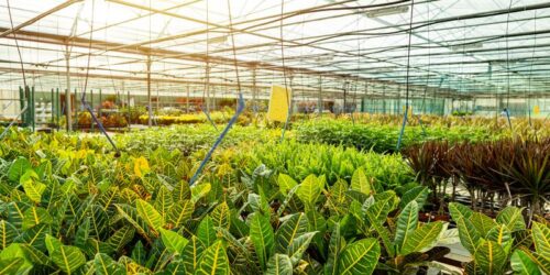 business-agriculture-botanical-gardening-manufacturing-modern-large-greenhouse-ornamental-plants-196741172