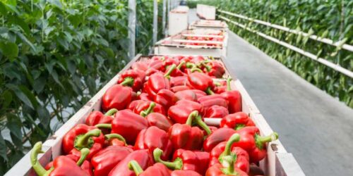 bins of greenhouse bell peppers